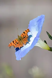 Comma: Comma Butterfly - on Morning Glory flower
