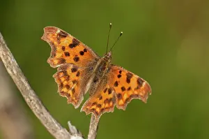 Album: Comma