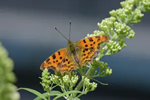 Album: Comma