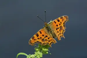Album: Comma