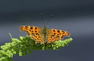 Album: Comma