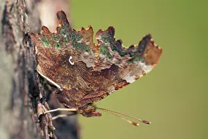 Comma: Comma