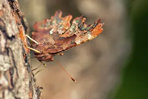 Wassenaar: Comma