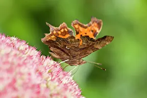 Sedum: Comma Butterfly on Sedum