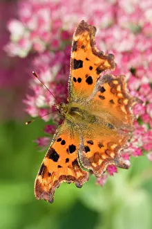 Sedum: Comma Butterfly on Sedum