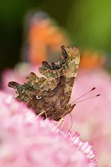 Sedum: Comma Butterfly on Sedum