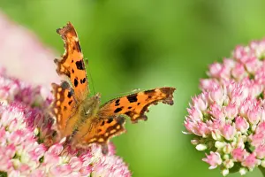Sedum: Comma Butterfly on Sedum