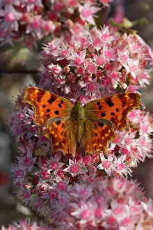 Sedum: Comma Butterfly - On Sedum Flowers