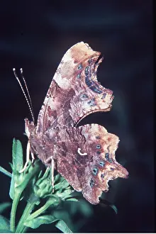 Martin Beames: COMMA BUTTERFLY - SHOWING MARK