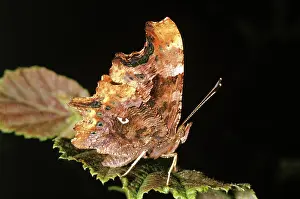Comma: Comma Butterfly - underside showing C mark