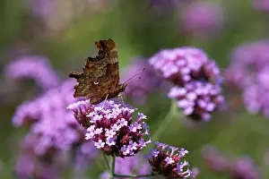 Verbena: Comma Butterfly - On Verbena bonariensis flower