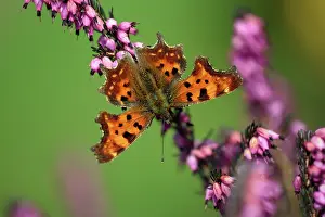 Comma: Comma - feeding on ornamental heather in garden