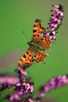 Comma: Comma - feeding on ornamental heather in garden