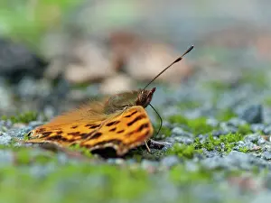 Album: Comma