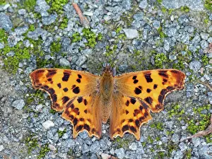 Album: Comma