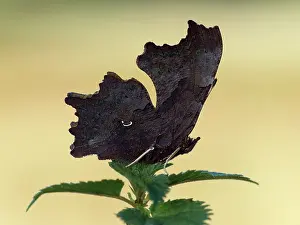 Album: Comma
