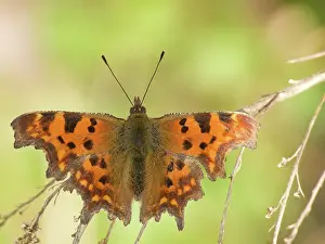 Album: Comma