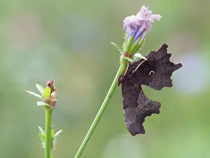 Album: Comma