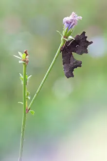 Album: Comma