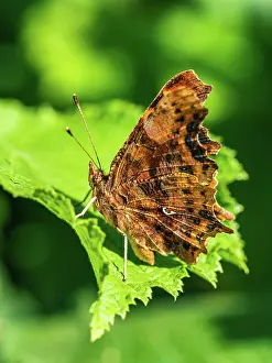 200722: Comma (Polygonia c-album), butterfly on a leaf