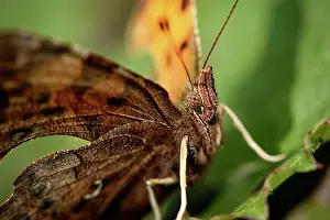 Album: Comma