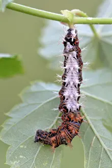 Album: Comma (Polygonia c-album), caterpillar, Burgenland