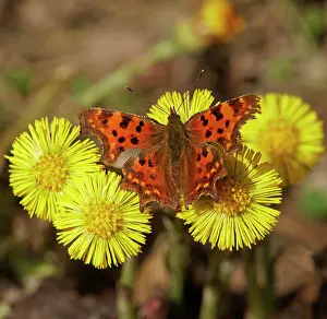 Album: Comma (Polygonia C-album) at Coltsfoot (Tussilago