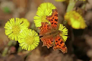 Album: Comma (Polygonia C-album) at Coltsfoot (Tussilago