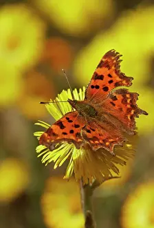 Album: Comma (Polygonia C-album) at Coltsfoot (Tussilago