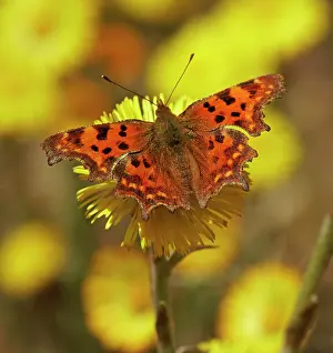 Album: Comma (Polygonia C-album) at Coltsfoot (Tussilago