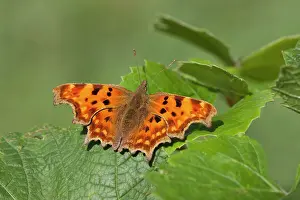 Album: Comma