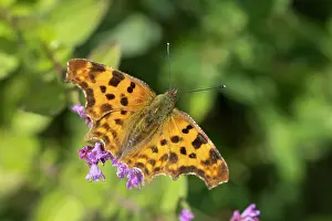 Arthropods: Comma