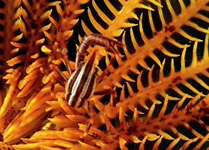 Crinoid: Commensal Crinoid Shrimp