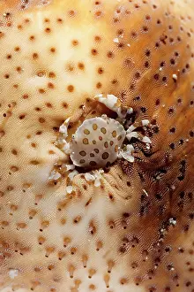 Lissocarcinus: A commensal harlequin crab living on a sea cucumber