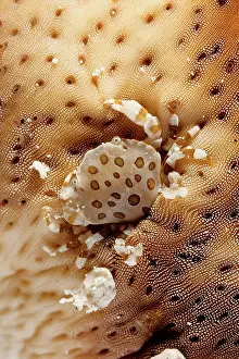 Lissocarcinus: A commensal harlequin crab living on a sea cucumber
