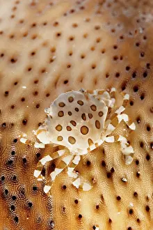 Lissocarcinus: A commensal harlequin crab living on a sea cucumber