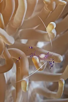 Periclemenes: Commensal Shrimp
