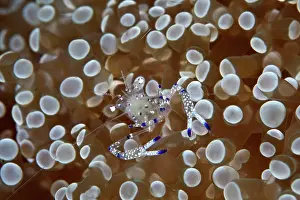 Shellfishes: Commensal Shrimp