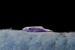 Periclimenes: Commensal Shrimp
