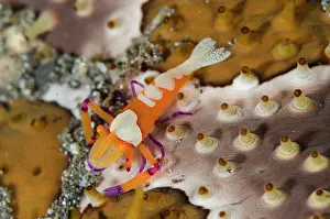 Argus: Commensal Shrimp