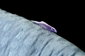 Periclimenes: Commensal Shrimp