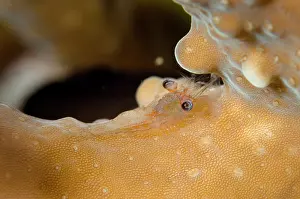 Acropora: Commensal Shrimp