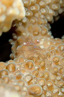 Acropora: Commensal Shrimp