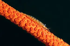 Shrimp: Commensal Shrimp
