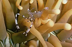 Shellfishes: Commensal shrimp - between arms of sea anemone