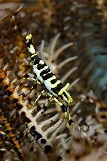 050618: Commensal Shrimp - Camouflaged in Crinoid (Class