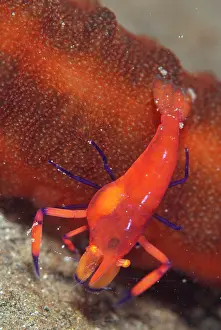 Worm: Commensal Shrimp with internal parasite