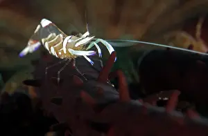 Secret: Commensal shrimp (Periclimenes magnificus) on starfish