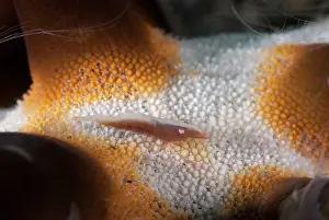 Besar: Commensal Shrimp on Sea Star (Protoreaster nodosus)