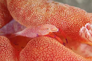 Feathery: Commensal Shrimp - on Spanish Dancer (Hexabranchus